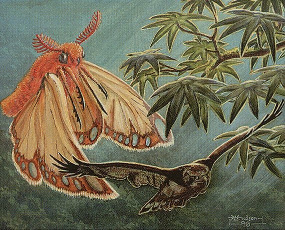 Hawkeater Moth Crop image Wallpaper