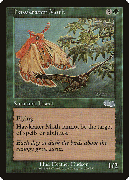 Hawkeater Moth Full hd image