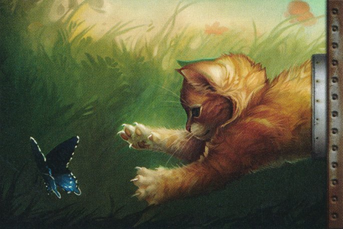 Half-Kitten, Half- Crop image Wallpaper