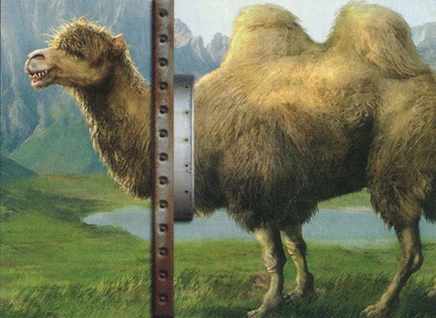 Shaggy Camel Crop image Wallpaper