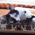 A polêmica do gato no cartoon de MTG do Brewer's Kitchen
