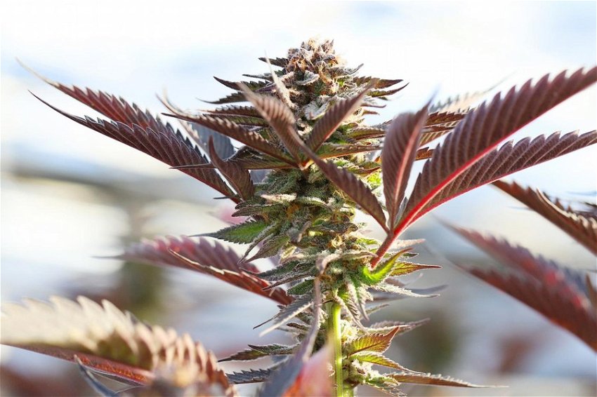 Understanding Cannabis Sativa, Indica, and Their Hybrid Seeds
