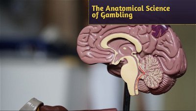 The Anatomical Science of Gambling: Unraveling the Brain's Role in Risk-Taking