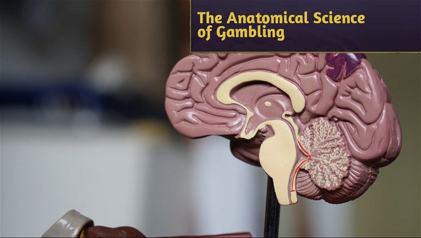 The Anatomical Science of Gambling