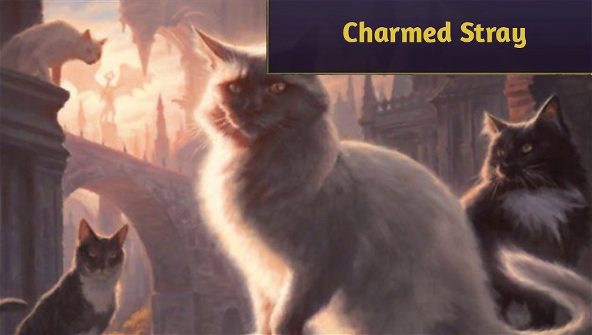 The story behind Charmed Stray