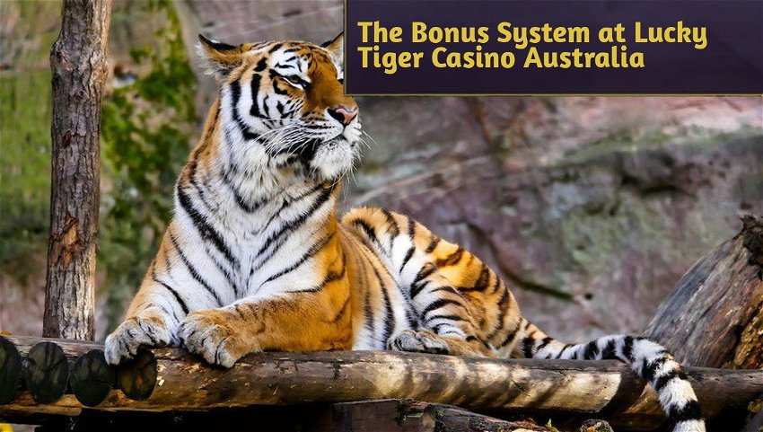 The Bonus System at Lucky Tiger Casino Australia
