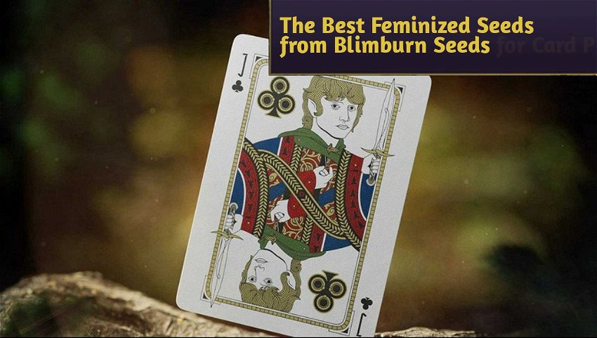 The Best Feminized Seeds from Blimburn Seeds