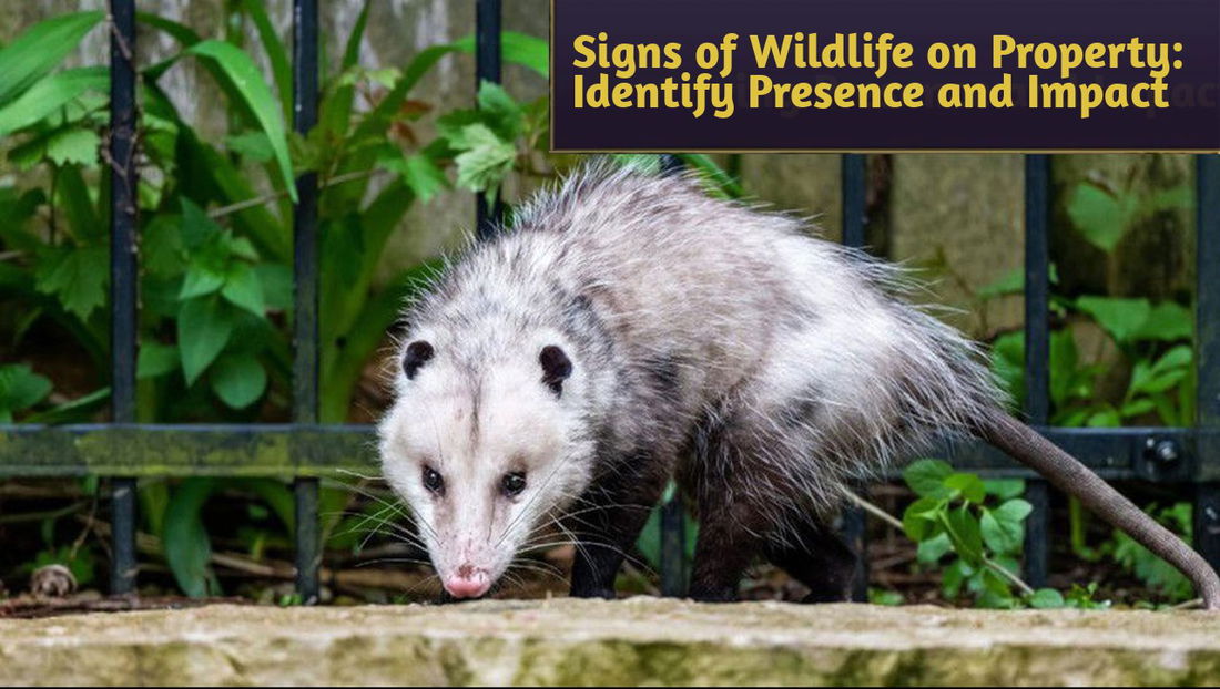 Signs of Wildlife on Property: Identifying Presence and Impact