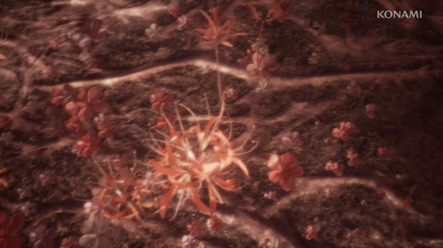 Red Spider Lily, ou lirio-da-aranha-vermelha
