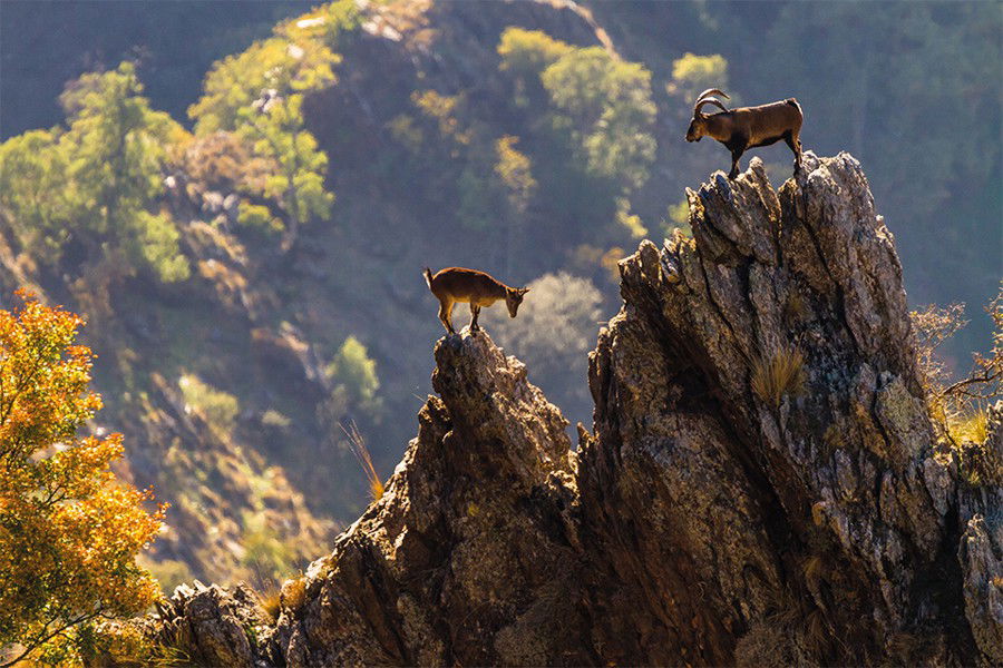 Cabras no topo de montanhas